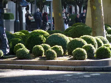 Creative Ways to Use Topiary Balls.