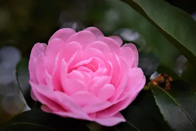 What Are Japanese Camellia Plants?