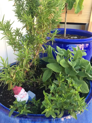 What Grows Well With Rosemary?