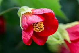 What is Abutilon?