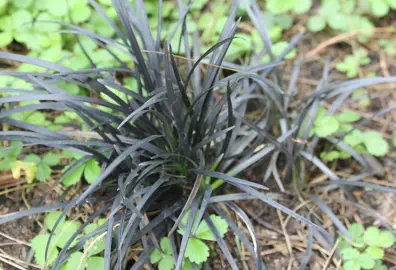 What is Black Mondo Grass?