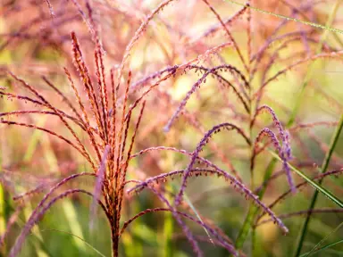 What Is Miscanthus Grass?