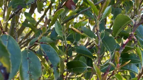 What Is Wrong With My Portuguese Laurel?