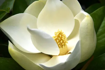 What Does A Magnolia Smell Like?