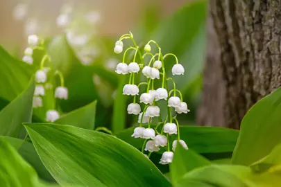 What Time Of Year Can You Get Lily Of The Valley?