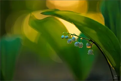 What Do I Do With Lily Of The Valley After Flowering?