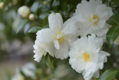 When Do Sasanqua Camellias Bloom?