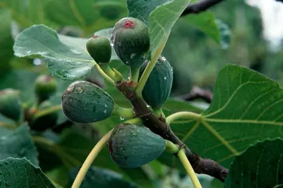 When Do Fig Trees Produce Fruit?