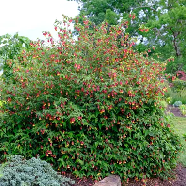 What Is The Best Time To Plant Abutilon In New Zealand?