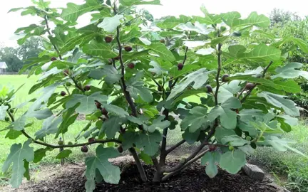 What Is The Best Month To Plant Figs?