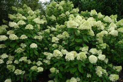 When Should I Plant Hydrangea Limelight In NZ?