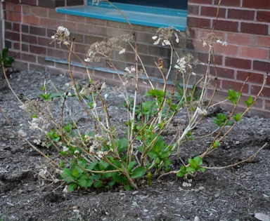 When Should Hydrangea macrophylla Be Pruned?