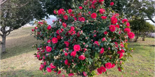 When To Prune Camellias In NZ.