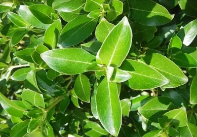 Karamu (Coprosma robusta) How To Guides | By Plant Experts