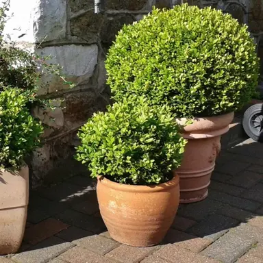 Where to Buy Topiary Balls in NZ.