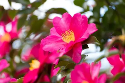 Where Are Camellias Native To?
