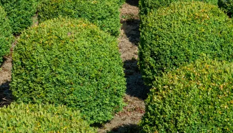 Where to Find Cheap Buxus Balls.