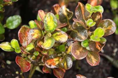 Where Do Coprosma Grow Best?