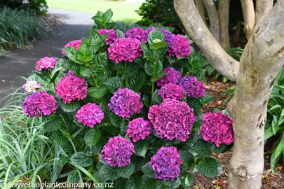 Where Does Hydrangea macrophylla Grow Best?