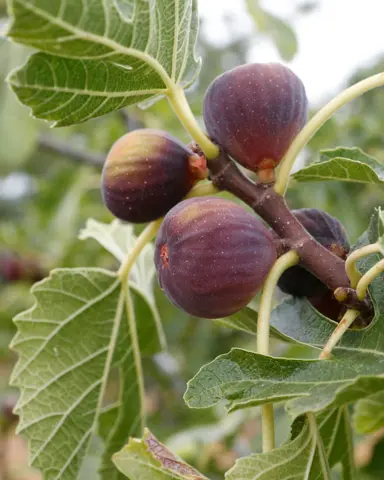 Where Do Fig Trees Grow?