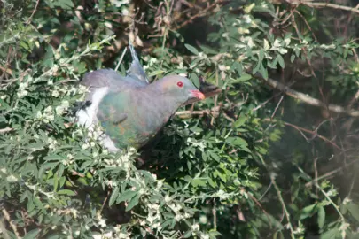 Where Can I Get Tree Lucerne Plants In NZ?