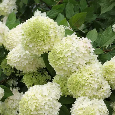 Where Does Hydrangea Limelight Grow Best in NZ.