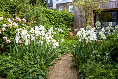 Where Is The Best Place To Plant Lily Of The Valley?