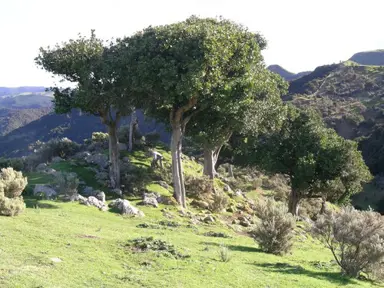 Where Are Karaka Trees Found In NZ?