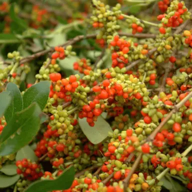 Karamu (Coprosma robusta) How To Guides | By Plant Experts