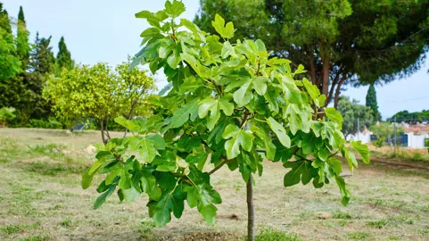 Where To Plant A Fig Tree.