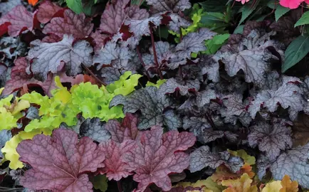 Where Is The Best Place To Plant Heucheras?