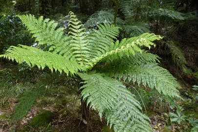 Where To Plant A Ponga Tree?