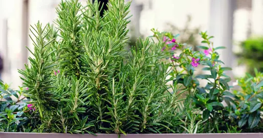 Where Is The Best Place To Plant Rosemary?
