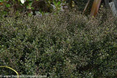 Where to Buy NZ Native Trees.