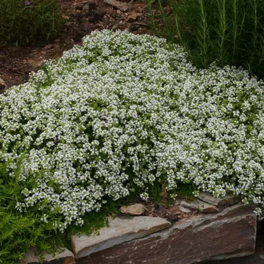 White Creeping Thyme Information.