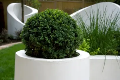 Why Choose Buxus for Topiary?