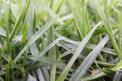 Why Kikuyu Grass is Ideal for New Zealand.