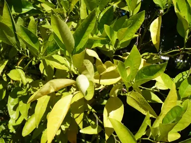 Understanding Why Lemon Tree Leaves Turn Yellow.