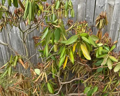 Why Is My Portuguese Laurel Dying?