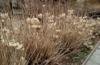 Why Prune Hydrangea macrophylla?