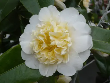 Yellow Camellia Japonica Varieties.