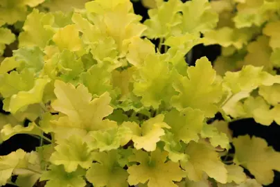 Yellow Heuchera.