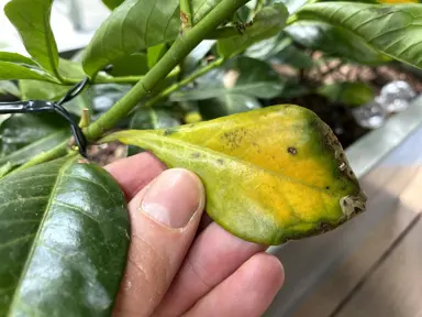 What Is Causing The Portuguese Laurel Leaves To Yellow?