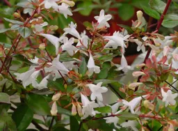 Abelia Plants.