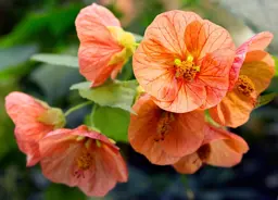 Advice For Growing Chinese Lanterns (Abutilon).