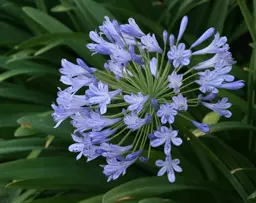 Agapanthus Plants.