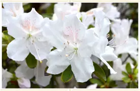 Azalea Plants.