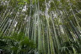 Bamboo.