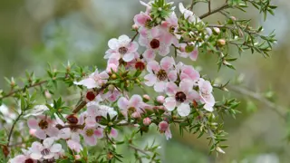 Best Shrubs For Wet Areas NZ.