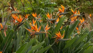 Bird Of Paradise.